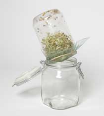 
The simple sprouting setup can probably be cobbled together from things you already have in your kitchen.
